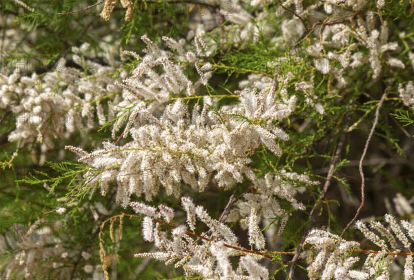 Close up of flowering Common Tamarisk plant, Tamarix gallica, Bawdsey Quay, Suffolk, England, UK