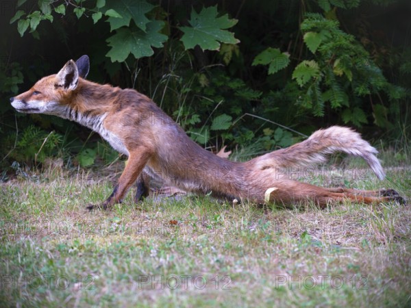 Yoga-Fuchs, Berlin, Germany