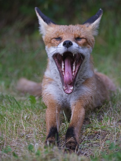 Yawning Fox, Berlin, Germany