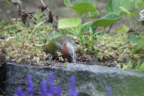 Green woodpecker (Picus viridis), June, Germany