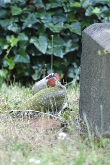 Green woodpecker (Picus viridis), June, Germany