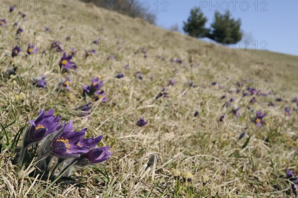 On the cowbell slope... Pasque flowers, pasque flowers (Pulsatilla vulgaris), purple flowering wild flowers, classic, typical early bloomers, spring indicators, sometimes grow in large numbers on limestone grassland, dry grassland, photo from low perspective, strictly protected rare plants, native nature, limestone grassland, Eifel, North Rhine-Westphalia, Germany, Western Europe