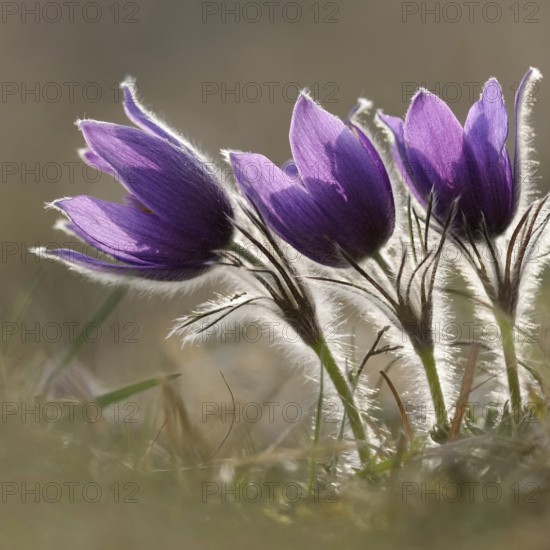 Spring is here... Cowbells (Pulsatilla vulgaris), classic, typical early bloomers, the small hairs protect the flowers from frost, purple wildflowers, grow on nutrient-poor grassland, also known as kitchen bells, native nature, nutrient-poor limestone grassland, Eifel, North Rhine-Westphalia, Germany, Western Europe