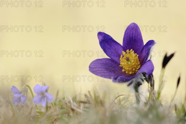 Spring awakening... Pasque flower, Pasque flower (Pulsatilla vulgaris), purple flowering wildflower, classic, typical early bloomer, spring indicator, grows on calcareous grassland, dry grassland, detailed photo from a low perspective, strictly protected plant, the small hairs protect the flowers from frost, native nature, calcareous grassland, Eifel, North Eifel, North Rhine-Westphalia, Germany, Western Europe