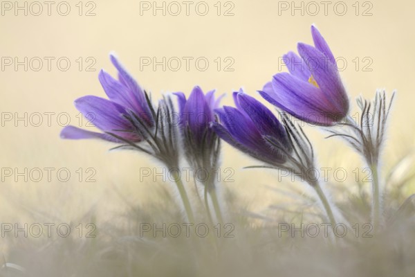 Spring is here... Cowbells (Pulsatilla vulgaris), classic, typical early bloomers, the small hairs protect the flowers from frost, wild flowers, grow on nutrient-poor grassland, also known as kitchen bells, native nature, nutrient-poor limestone grassland, Eifel, North Rhine-Westphalia, Germany, Western Europe