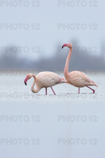 High in the north... Pink flamingos (Phoenicopterus roseus) from the Zwillbrocker Venn, northernmost breeding occurrence, northernmost colony, in their wintering grounds on the IJsselmeer in the Netherlands, rarity, native nature, IJsselmeer, Netherlands, Germany, Western Europe