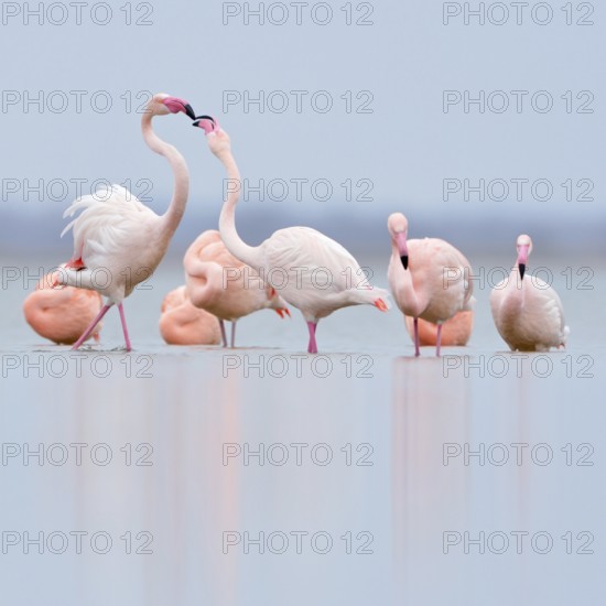 Pecking order... Flamingos (Phoenicopterus spec.) resting in the shallows of the IJsselmeer, pink flamingos (Phoenicopterus roseus) and Chilean flamingos (Phoenicopterus chilensis) of the Zwillbrocker Venn in their wintering grounds in the Netherlands, northernmost breeding population, rarity, native nature, IJsselmeer, Netherlands, Germany, Western Europe