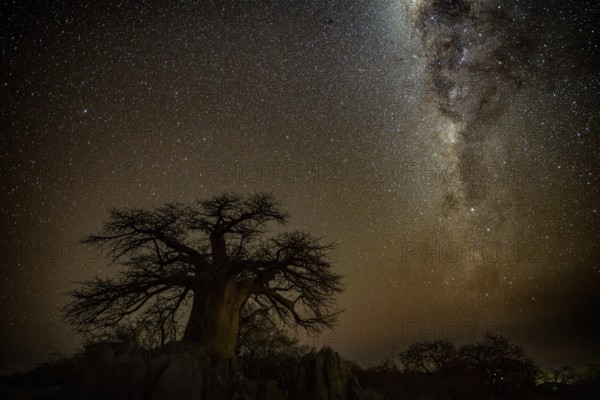 Silhouette of a baobab tree with starry sky and Milky Way, African baobab (Adansonia digitata), night shot, Kubu Island (Lekubu), Sowa Pan, Makgadikgadi Salt Pans, Botswana