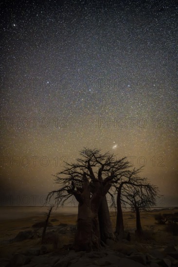 Silhouette of a baobab tree with a starry sky, African baobab (Adansonia digitata), night shot, Kubu Island (Lekubu), Sowa Pan, Makgadikgadi Salt Pans, Botswana