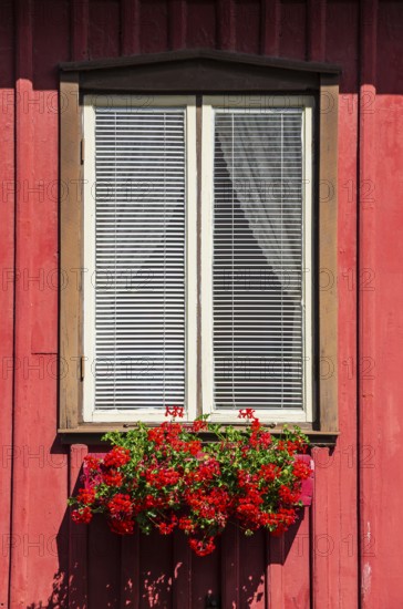 Red flowers in a flower box at a window, Lysekil, BohuslÃ¤n, VÃ¤stra Götalands lÃ¤n, Sweden, Scandinavia