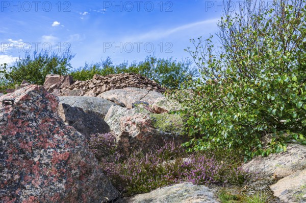 Rocky landscape of Bohusgranite and typical vegetation on the coast of Lysekil, BohuslÃ¤n, VÃ¤stra Götalands lÃ¤n, Sweden, Scandinavia