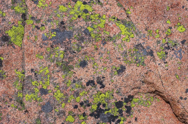 Lichen-covered granite rock, Lysekil, BohuslÃ¤n, VÃ¤stra Götalands lÃ¤n, Sweden, Scandinavia