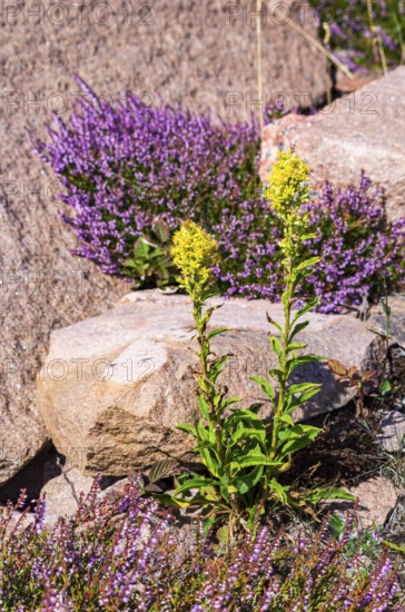 Goldenrod (Solidago) and heather (Erica) growing between granite boulders on the coast of Lysekil, BohuslÃ¤n, VÃ¤stra Götalands lÃ¤n, Sweden, Scandinavia