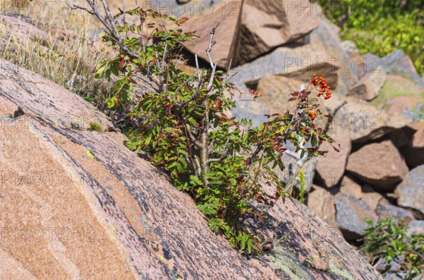 Mountain ash, Sorbus aucuparia, also known as rowan, grows between reddish boulders of BohuslÃ¤ngranite, Lysekil, BohuslÃ¤n, VÃ¤stra Götalands lÃ¤n, Sweden, Scandinavia