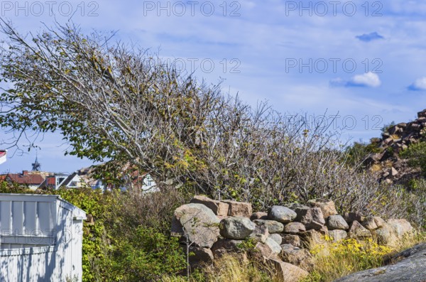 A primitive shrub behind a wall of granite blocks, Lysekil, BohuslÃ¤n, VÃ¤stra Götalands lÃ¤n, Sweden, Scandinavia