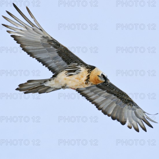 Beautiful... Bearded vulture (Gypaetus barbatus) soaring in front of a soft blue sky over the Swiss Alps, largest native bird of prey, old world vulture, native nature, Valais, Switzerland, Swiss Alps, Western Europe
