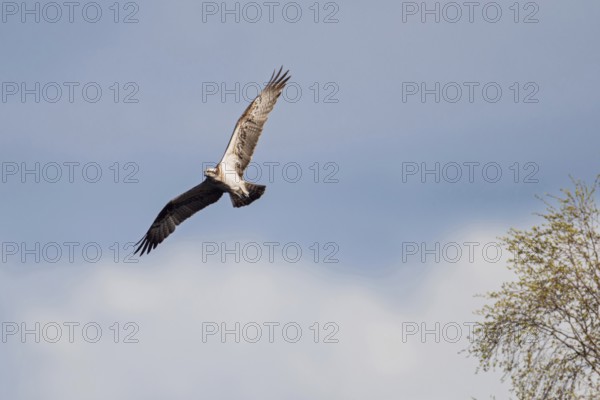 Osprey (Pandion haliaetus) in flight looking for food, shot against a gently balmy sky, an integrated birch tree breaks up the picture nicely, wildlife, native nature, southern Sweden, Sweden, Scandinavia, northern Europe