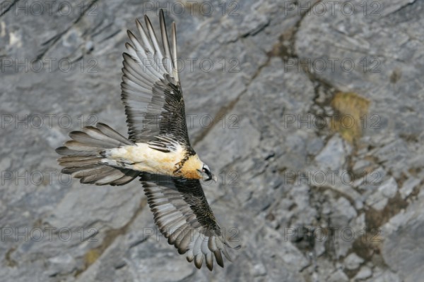 In all its splendour... Bearded vulture (Gypaetus barbatus) gliding along a rock face, largest, rare native majestic bird of prey, native nature, Alps, Valais, Switzerland, Swiss Alps, Western Europe