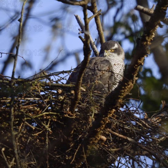 Cosy... Goshawk (Accipiter gentilis) adult female resting in the eyrie, observing the surroundings, native nature, Meerbusch, Rhineland, North Rhine-Westphalia, Germany, Western Europe