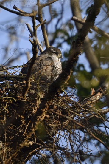 Sleeping bird... Goshawk (Accipiter gentilis) adult female sleeping on its eyrie, female goshawk resting in the nest, native nature, Meerbusch, Rhineland, North Rhine-Westphalia, Germany, Western Europe