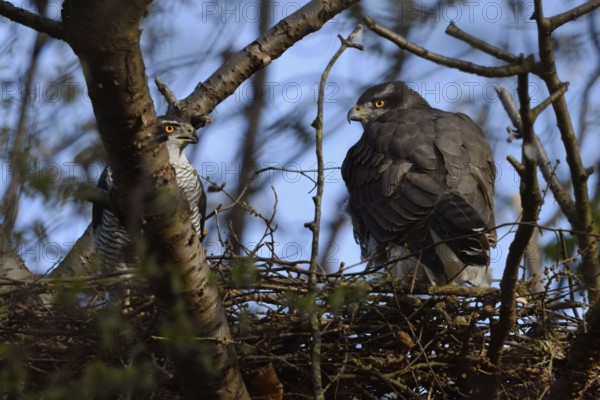 Together... Goshawk (Accipiter gentilis), pair of goshawks on the eyrie, native nature, frequent target species of illegal raptor persecution, Meerbusch, Rhineland, North Rhine-Westphalia, Germany, Western Europe