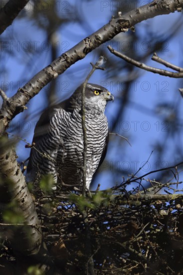 Hidden between trees... Goshawk (Accipiter gentilis) on its eyrie, female preparing for nesting, native nature, Meerbusch, Rhineland, North Rhine-Westphalia, Germany, Western Europe