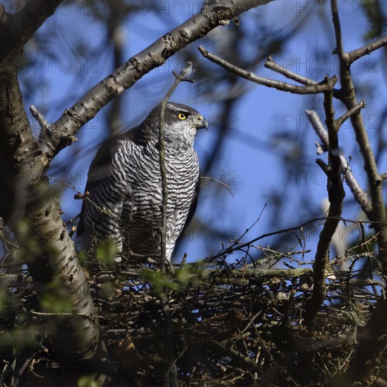 Hidden between trees... Goshawk (Accipiter gentilis) on its eyrie, strong female preparing for nesting, native nature, Meerbusch, Rhineland, North Rhine-Westphalia, Germany, Western Europe