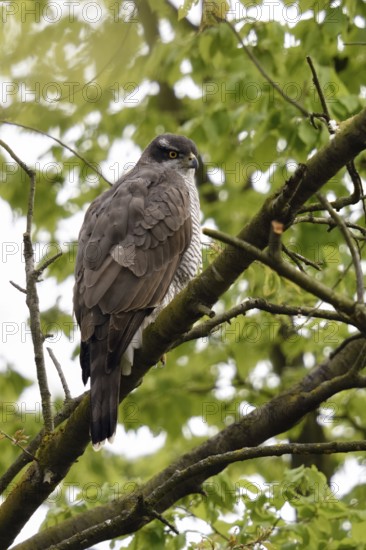 In spring... Goshawk (Accipiter gentilis), female, sitting in a tree, observing the surroundings, hunting, fresh greenery all around, native nature, Meerbusch, Rhineland, North Rhine-Westphalia, Germany, Western Europe