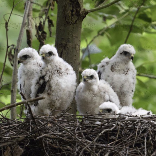Successful breeding... Sparrowhawk (Accipiter nisus), native bird of prey, five healthy, strong young birds not yet fledged, chicks waiting in the nest, in their eyrie for food, native nature, Meerbusch, Lower Rhine, Rhineland, North Rhine-Westphalia, Germany, Western Europe