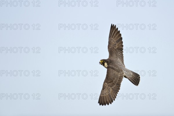 In flight... Peregrine falcon (Falco peregrinus), native bird of prey, rapid flight artist, view of an adult peregrine falcon flying high in the air, adult bird, native nature, Lower Rhine, Rhineland, North Rhine-Westphalia, Germany, Western Europe