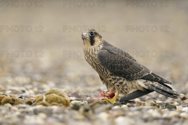 Young falcon... Peregrine falcon (Falco peregrinus), young falcon, red falcon, fledged, almost adult bird of prey feeding on prey, the remains of a pigeon, peregrine falcons are often the target of illegal persecution of birds of prey, native nature, Lower Rhine, Rhineland, North Rhine-Westphalia, Germany, Western Europe