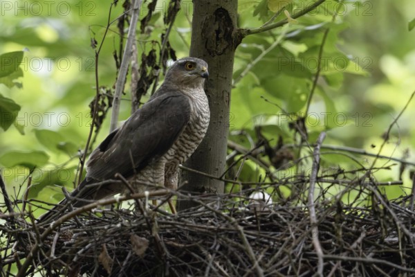 Sparrowhawk (Accipiter nisus), female stands on her nest, observes what is happening in the surroundings, waits for the male to hand over prey, female protects the offspring, male, tercel provides food, the small white head of a chick can just be seen in the nest, local nature, Meerbusch, Lower Rhine, Rhineland, North Rhine-Westphalia, Germany, Western Europe