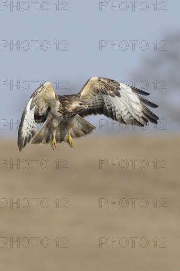 Hunting flight... Buzzard (Buteo buteo), buzzard in flight, native bird of prey, hunting over a dry meadow, looking for mice or other prey, frontal, action-packed, detailed image, native nature, Mecklenburg-Western Pomerania, Germany, Western Europe