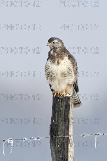 In snow and frost... Buzzard (Buteo buteo) perches on a fence post in the snow on a cold winter's day, uses a grazing post for energy-saving perching, typical perch, native nature, Lower Rhine, North Rhine-Westphalia, Germany, Western Europe