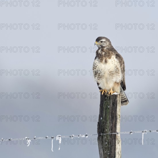 In snow and frost... Buzzard (Buteo buteo) perches on a fence post in the snow on a cold winter's day, uses a grazing post for energy-saving perching, typical perch, native nature, Lower Rhine, North Rhine-Westphalia, Germany, Western Europe