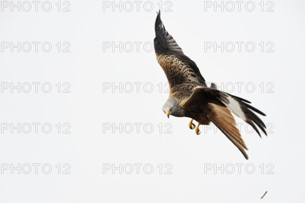 After an unsuccessful hunt... Red kite (Milvus milvus), also known as Montagu's harrier, very beautiful native bird of prey, belongs to the harriers, bird of the year 2000 in flight, view into the camera, native nature, Mecklenburg-Western Pomerania, Germany, Western Europe
