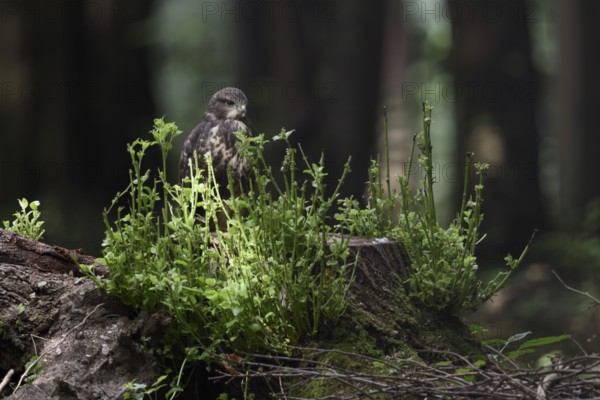 Unindependent... Buzzard (Buteo buteo), young bird of prey, branchling on a tree stump in the forest, native nature, Meerbusch, Lower Rhine, Rhineland, North Rhine-Westphalia, Germany, Western Europe
