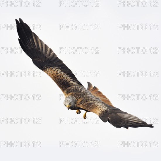 Spectacular flyer... Red kite (Milvus milvus), certainly one of the most beautiful native birds of prey, everywhere threatened, endangered species, looks into the camera, native nature, Mecklenburg-Western Pomerania, Germany, Western Europe