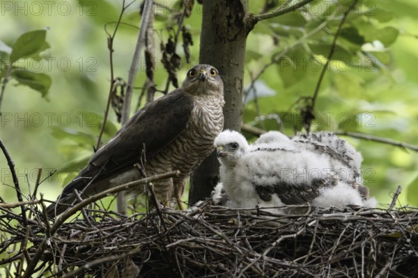 At the raptor nest... Sparrowhawk (Accipiter nisus), female standing on her nest with her chicks, watching the action, waiting for the male to hand over the prey, female protecting her offspring, male, tercel providing food, local nature, Meerbusch, Lower Rhine, Rhineland, North Rhine-Westphalia, Germany, Western Europe