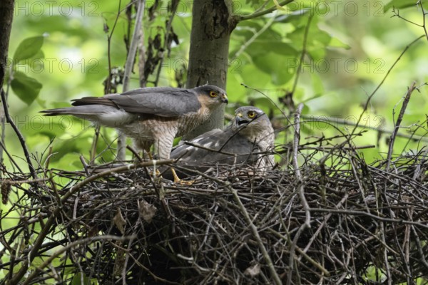 Together at the nest... Sparrowhawk (Accipiter nisus), pair of birds of prey at their eyrie, rare observation, normally the larger and stronger female sparrowhawk reigns on the nest and drives the tercel away from there, male sparrowhawk, tercel is much smaller than the breeding female, wildlife, native nature, Meerbusch, Lower Rhine, Rhineland, North Rhine-Westphalia, Germany, Western Europe