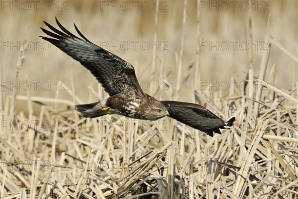 Elegant bird of prey... Common buzzard (Buteo buteo) in shallow flight over dry reeds, native nature, Mecklenburg-Western Pomerania, Germany, Western Europe