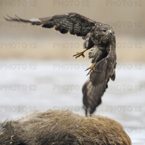 Taking off... Buzzard (Buteo buteo), sweeping take-off, departure photo, previously perched on a dead wild boar, traffic victim, carrion from which the buzzard, bird of prey, bird of prey has eaten, native nature, Mecklenburg-Western Pomerania, Germany, Western Europe
