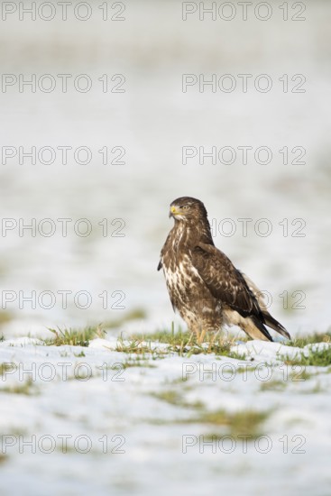 Proud bird... Buzzard (Buteo buteo), buzzard in winter, standing lonely upright on a meadow covered with snow, looking into the distance, funny picture, native nature, Lower Rhine, North Rhine-Westphalia, Germany, Western Europe