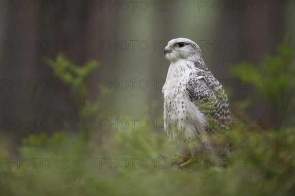 White falcon... Gerfalcon (Falco rusticolus) sits on a tree stump in the forest, noble, extremely beautiful falcon species, valuable hunting falcon, falconry bird, largest falcon species in the world, distribution in the arctic regions of Eurasia and North America as well as Greenland, in Central Europe it is only very rarely observed as a winter guest, captive