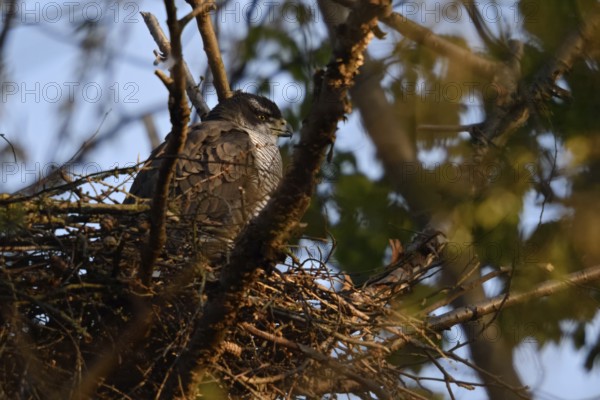 Sunbathing... Goshawk (Accipiter gentilis) adult female resting on her eyrie, enjoying time out and peace, native nature, Meerbusch, Rhineland, North Rhine-Westphalia, Germany, Western Europe