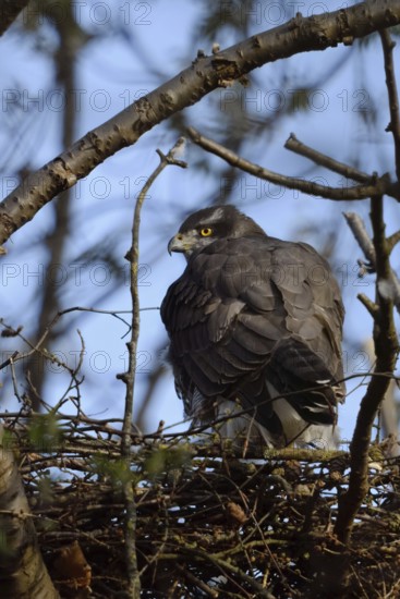 Together... Goshawk (Accipiter gentilis), large adult female on the eyrie, rear view, frequent target species of illegal raptor persecution, native nature, Meerbusch, Rhineland, North Rhine-Westphalia, Germany, Western Europe