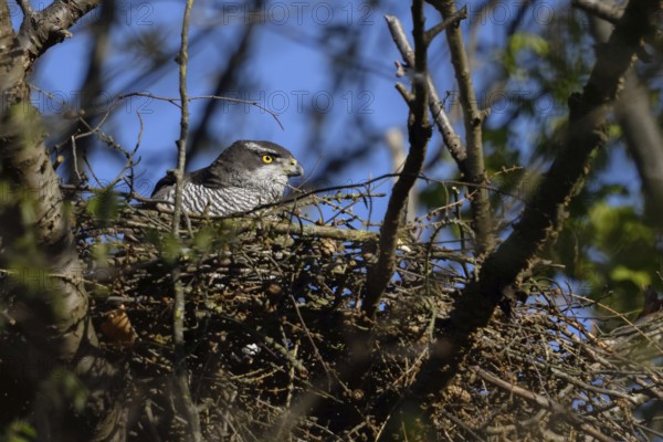 Secretive bird... Goshawk (Accipiter gentilis), female goshawk in her nest, goshawk nest high up in a tree, native nature, Meerbusch, Rhineland, North Rhine-Westphalia, Germany, Western Europe