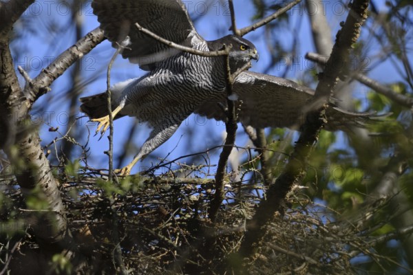 Departure... Goshawk (Accipiter gentilis) leaves the eyrie, female flies off, native nature, Meerbusch, Rhineland, North Rhine-Westphalia, Germany, Western Europe