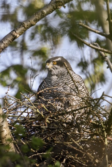 Perfectly camouflaged... Goshawk (Accipiter gentilis), female, sitting in her nest in spring while preparing for breeding, goshawk nest high up in the tree, plumage structures simulate small branches running across, native nature, Meerbusch, Rhineland, North Rhine-Westphalia, Germany, Western Europe