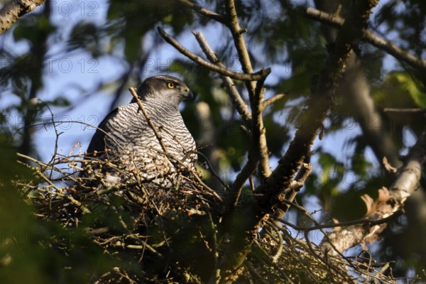 In the morning sun... Goshawk (Accipiter gentilis), female goshawk on the eyrie, nest, native nature, Meerbusch, Rhineland, North Rhine-Westphalia, Germany, Western Europe